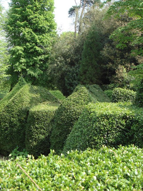 Buis Topiaire Nymans